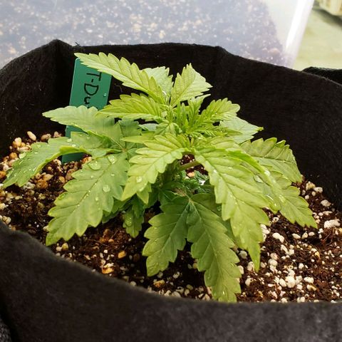 T-Dub (Trainwreck Heirloom) growlog timeline photo