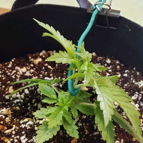 T-Dub (Trainwreck Heirloom) growlog photo: Started lst