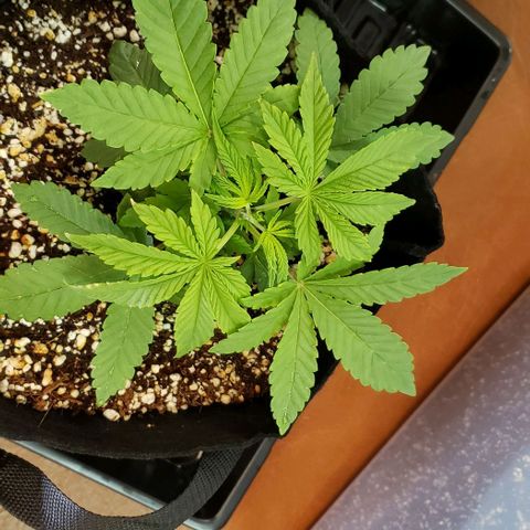Hot Mess growlog photo: 8.5x8x4 inches. Fimed today.