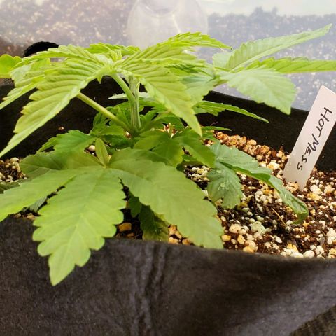 Hot Mess growlog photo: 8.5x8x4 inches. Fimed today.