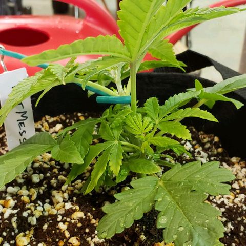 Hot Mess growlog timeline photo