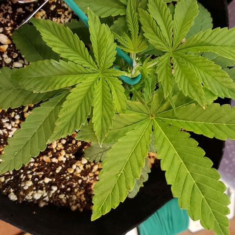 Hot Mess growlog timeline photo