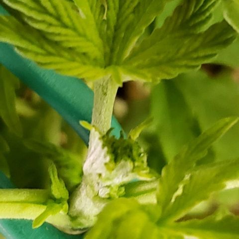 Hot Mess growlog timeline photo