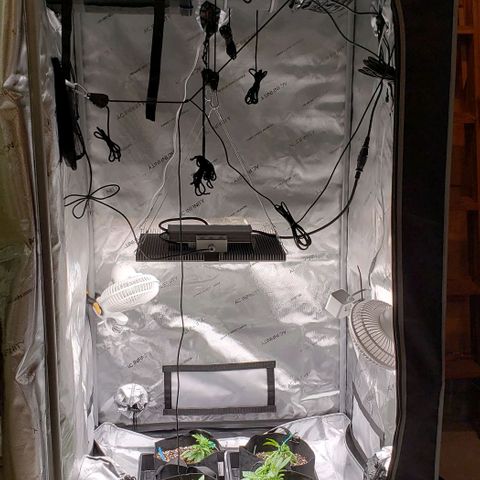 T-Dub (Trainwreck Heirloom) growlog timeline photo