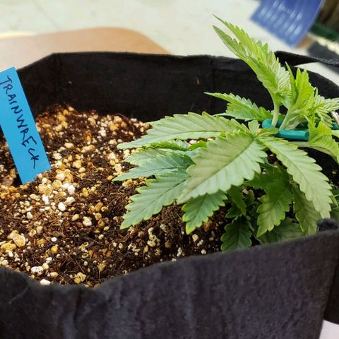 Trainwreck (Arcata cut) growlog timeline photo