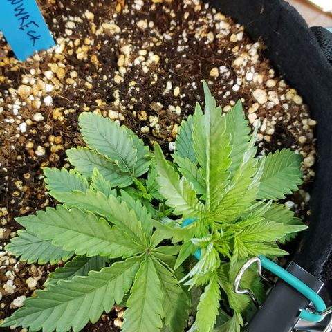 Trainwreck (Arcata cut) growlog timeline photo