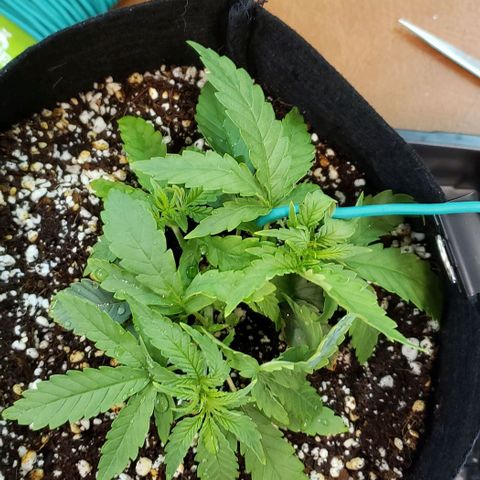 Girl Scout Cookie Extreme growlog photo: Started lst