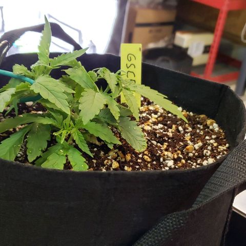 Girl Scout Cookie Extreme growlog timeline photo