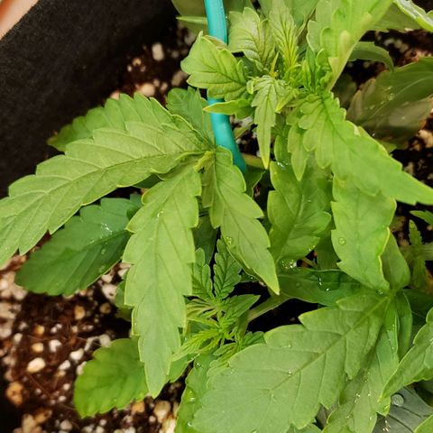 Girl Scout Cookie Extreme growlog timeline photo