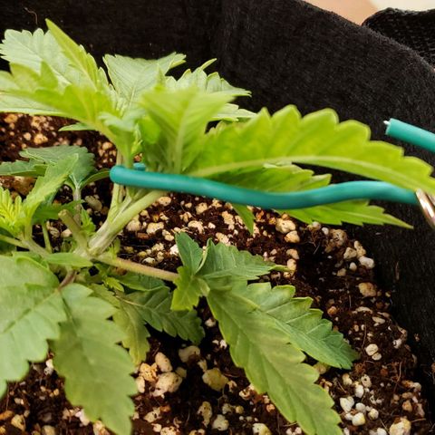 T-Dub (Trainwreck Heirloom) growlog timeline photo