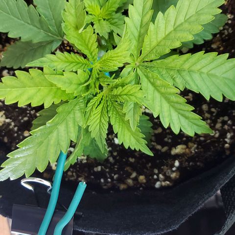T-Dub (Trainwreck Heirloom) growlog timeline photo