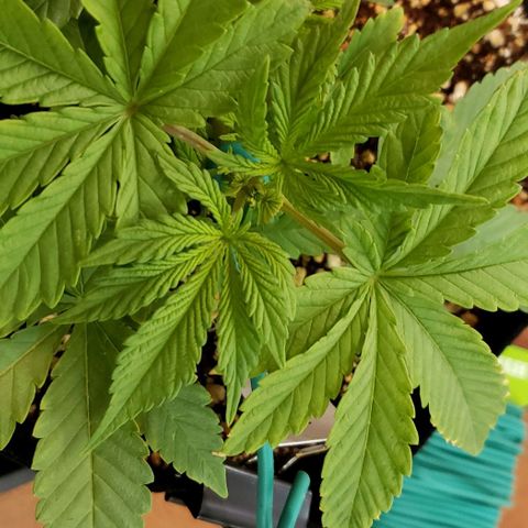 Hot Mess growlog timeline photo