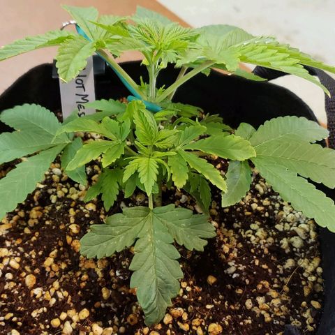 Hot Mess growlog timeline photo