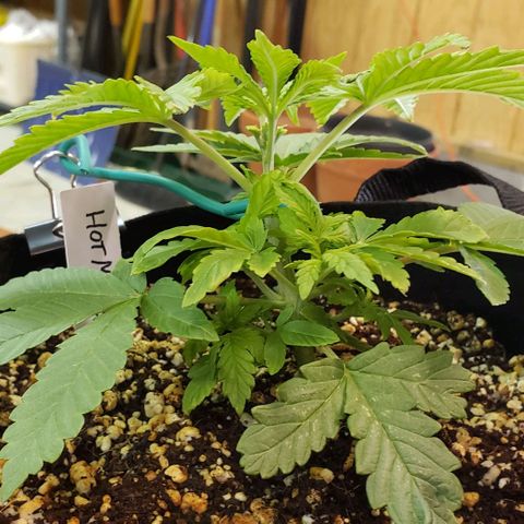 Hot Mess growlog timeline photo