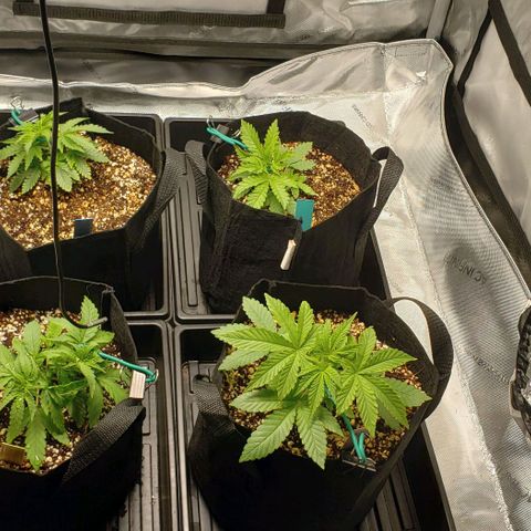 T-Dub (Trainwreck Heirloom) growlog timeline photo