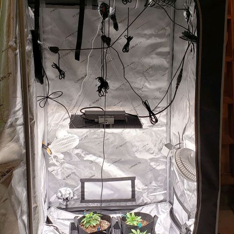 T-Dub (Trainwreck Heirloom) growlog timeline photo