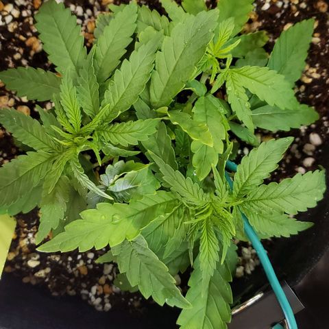 Girl Scout Cookie Extreme growlog photo: 7.25x7x3