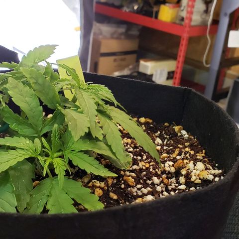Girl Scout Cookie Extreme growlog timeline photo