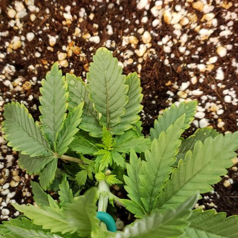 Trainwreck (Arcata cut) growlog photo: 5.5x5x3