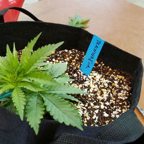 Trainwreck (Arcata cut) growlog photo: 5.5x5x3