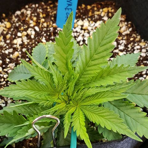 Trainwreck (Arcata cut) growlog photo: 5.5x5x3