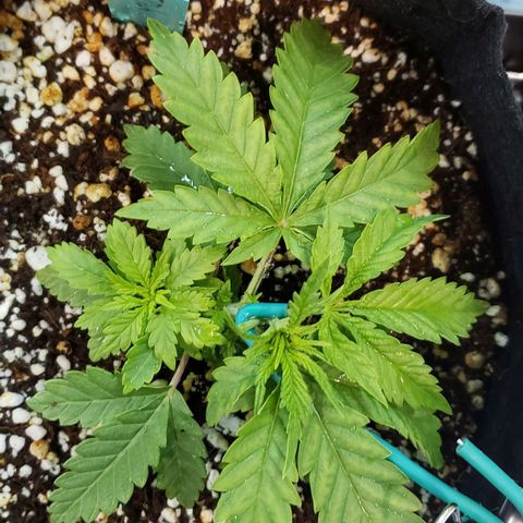 T-Dub (Trainwreck Heirloom) growlog photo: 6x5x3