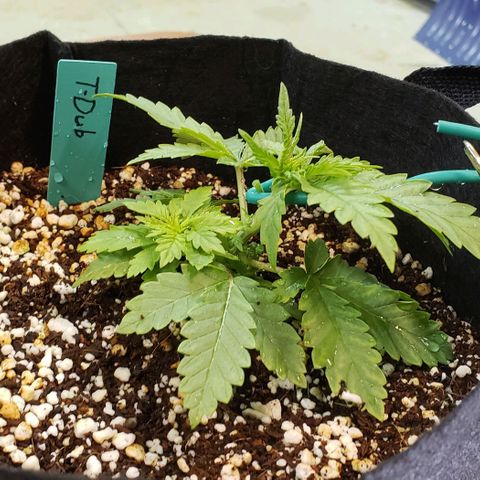 T-Dub (Trainwreck Heirloom) growlog photo: 6x5x3