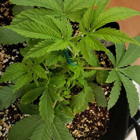 Hot Mess growlog photo: 9x8.5x4 inches