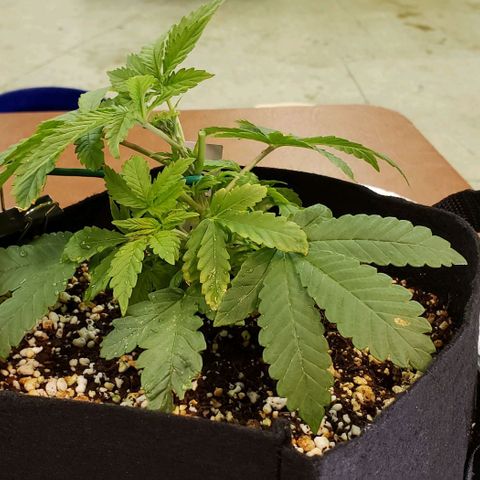 Hot Mess growlog photo: 9x8.5x4 inches