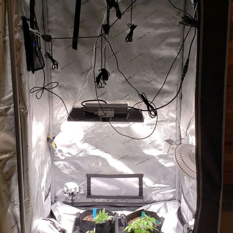 T-Dub (Trainwreck Heirloom) growlog timeline photo