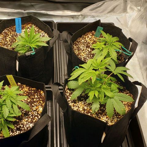 T-Dub (Trainwreck Heirloom) growlog timeline photo