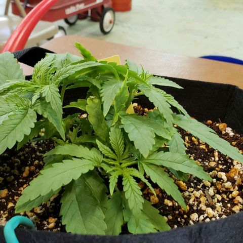 Girl Scout Cookie Extreme growlog photo: 8.5x8x4 inches