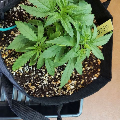 Girl Scout Cookie Extreme growlog photo: 8.5x8x4 inches
