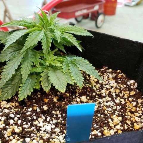 Trainwreck (Arcata cut) growlog photo: 5.75x5.5x4 inches