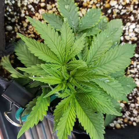 Trainwreck (Arcata cut) growlog photo: 5.75x5.5x4 inches