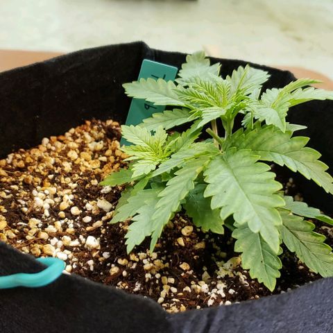 T-Dub (Trainwreck Heirloom) growlog photo: 7.5x5x3.5 inches