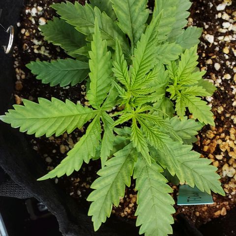 T-Dub (Trainwreck Heirloom) growlog photo: 7.5x5x3.5 inches