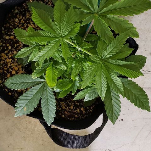 Hot Mess growlog photo: 10.75x9x3.5