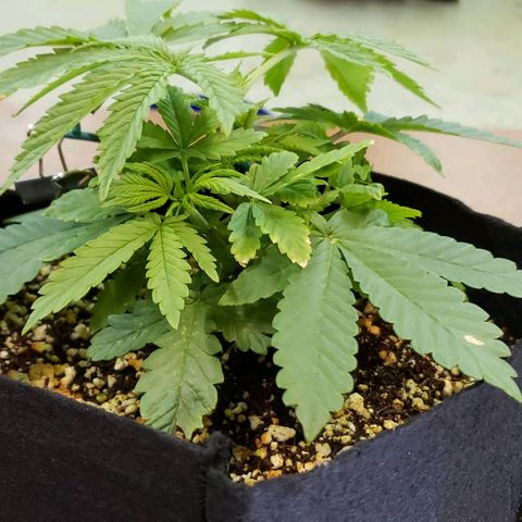 Hot Mess growlog photo: 10.75x9x3.5
