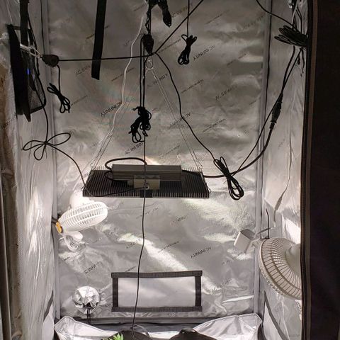 T-Dub (Trainwreck Heirloom) growlog timeline photo
