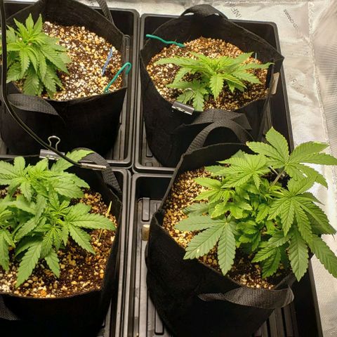 T-Dub (Trainwreck Heirloom) growlog timeline photo