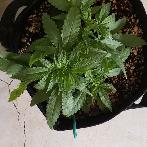 Girl Scout Cookie Extreme growlog photo: 10x9x4.5 inches