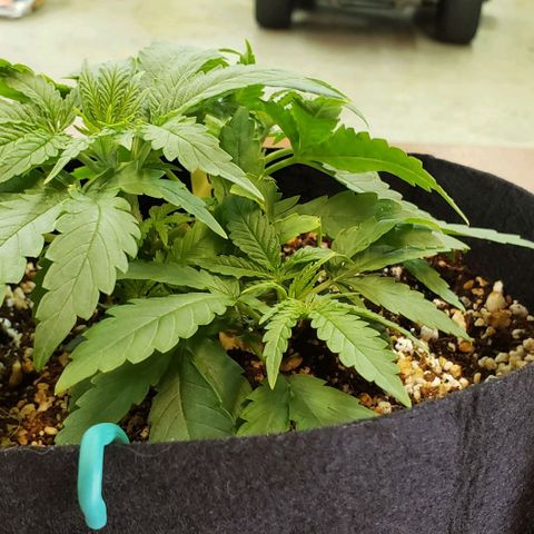 Girl Scout Cookie Extreme growlog photo: 10x9x4.5 inches