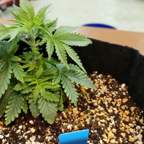 Trainwreck (Arcata cut) growlog timeline photo