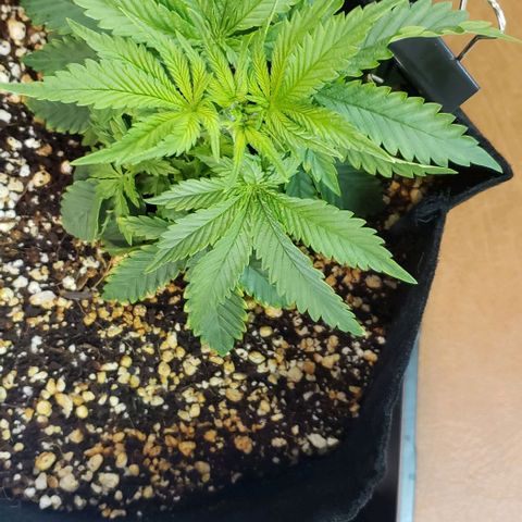 Trainwreck (Arcata cut) growlog photo: 6.25x6x4 inches