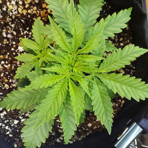 T-Dub (Trainwreck Heirloom) growlog photo: 8x6x3.5