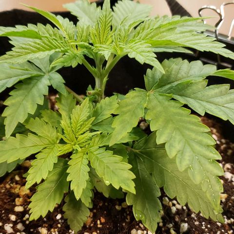 T-Dub (Trainwreck Heirloom) growlog photo: 8x6x3.5
