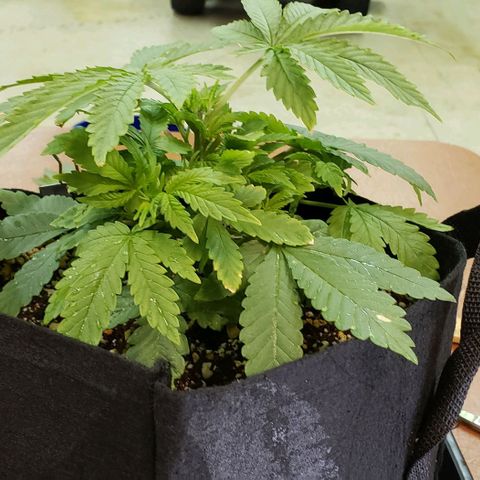 Hot Mess growlog photo: 11x10x4.5 inches