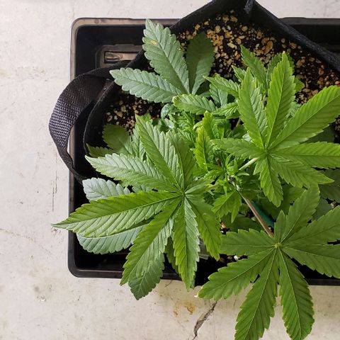 Hot Mess growlog photo: 11x10x4.5 inches