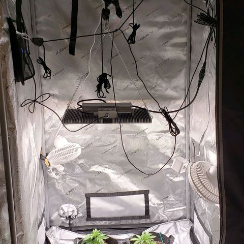 T-Dub (Trainwreck Heirloom) growlog timeline photo